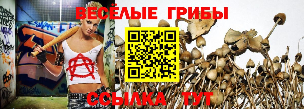 Галлюциногенные грибы прущие грибы Сланцы